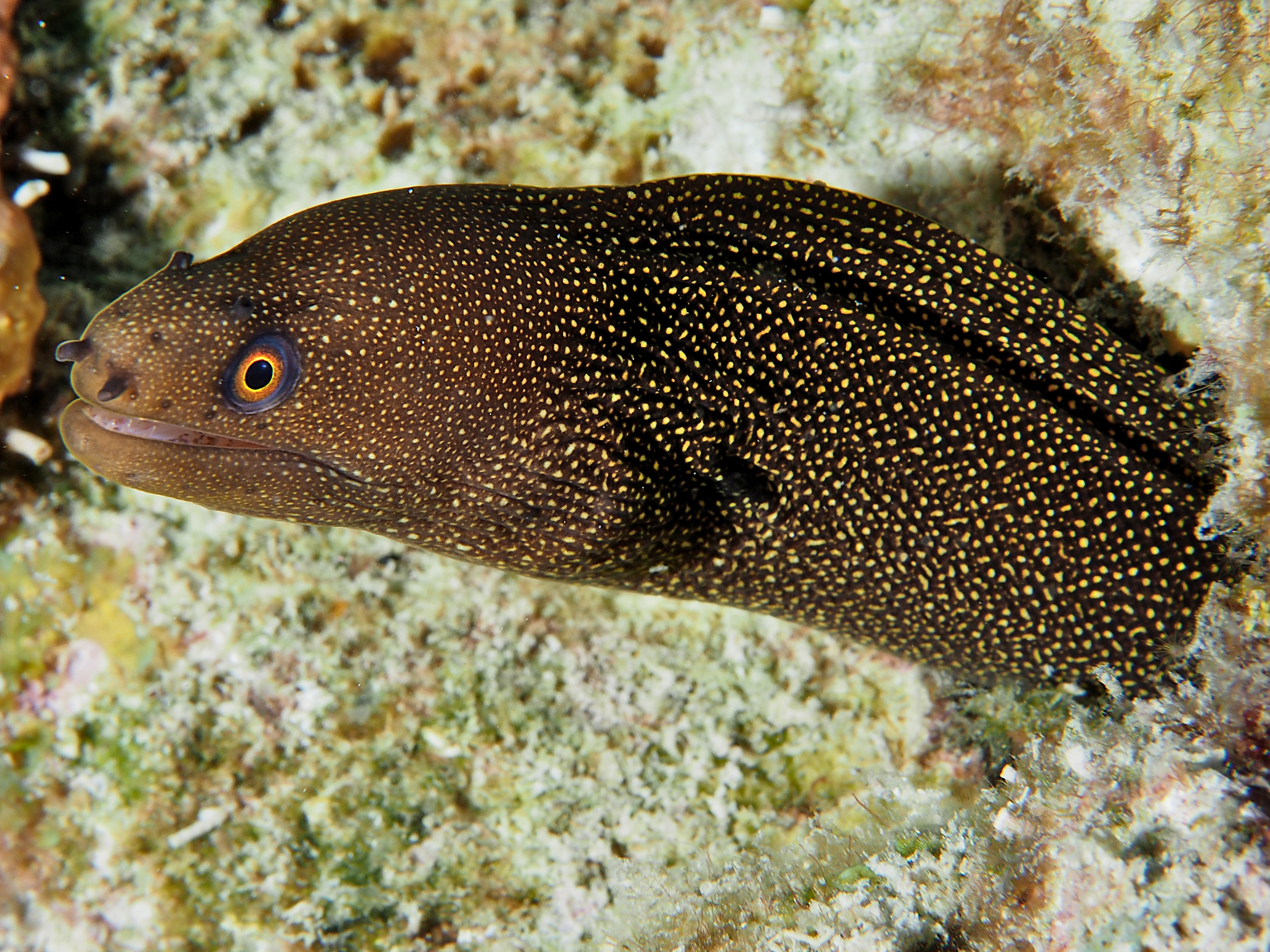 Goldentail Moray